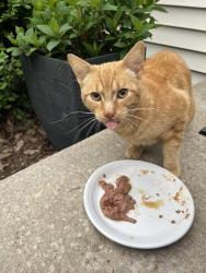 Found/Stray Male Cat last seen 101st and Mill, Milwaukee, WI 53225, Milwaukee, WI 53225