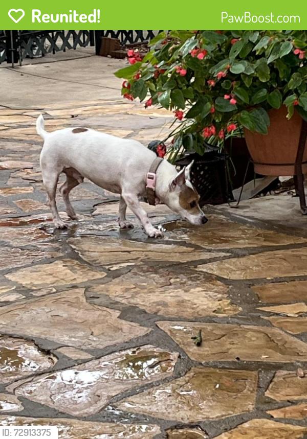 Reunited Male Dog last seen Talley & Pedernales, Alamo Ranch, TX 78253