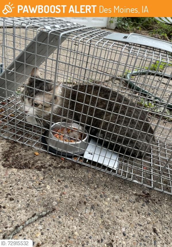 Found/Stray Unknown Cat last seen Euclid and 30th, Des Moines, IA 50310