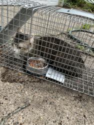 Found/Stray Unknown Cat last seen Euclid and 30th, Des Moines, IA 50310