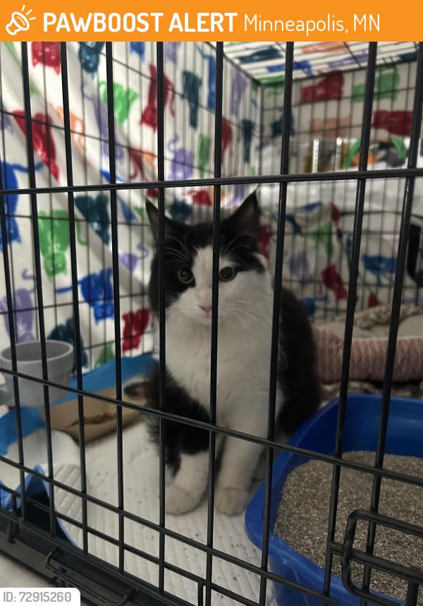 Found/Stray Male Cat last seen East 18th street & 1st Avenue South , Minneapolis, MN 55403