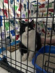 Found/Stray Male Cat last seen East 18th street & 1st Avenue South , Minneapolis, MN 55403