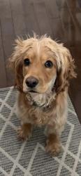 Reunited Male Dog last seen Reservior Rd, West Chester, PA 19380