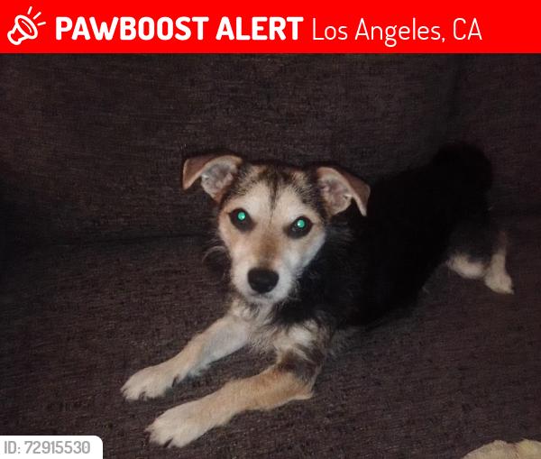 Lost Female Dog last seen 5th st and crocker st, Los Angeles, CA 90013