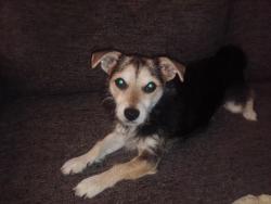 Lost Female Dog last seen 5th st and crocker st, Los Angeles, CA 90013