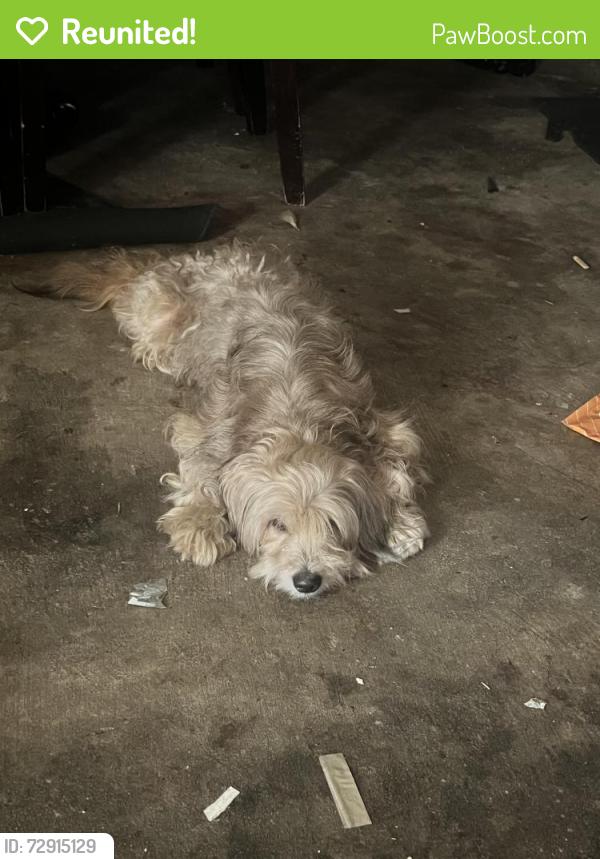 Reunited Male Dog last seen Near Mendocino dr, Houston, TX 77083