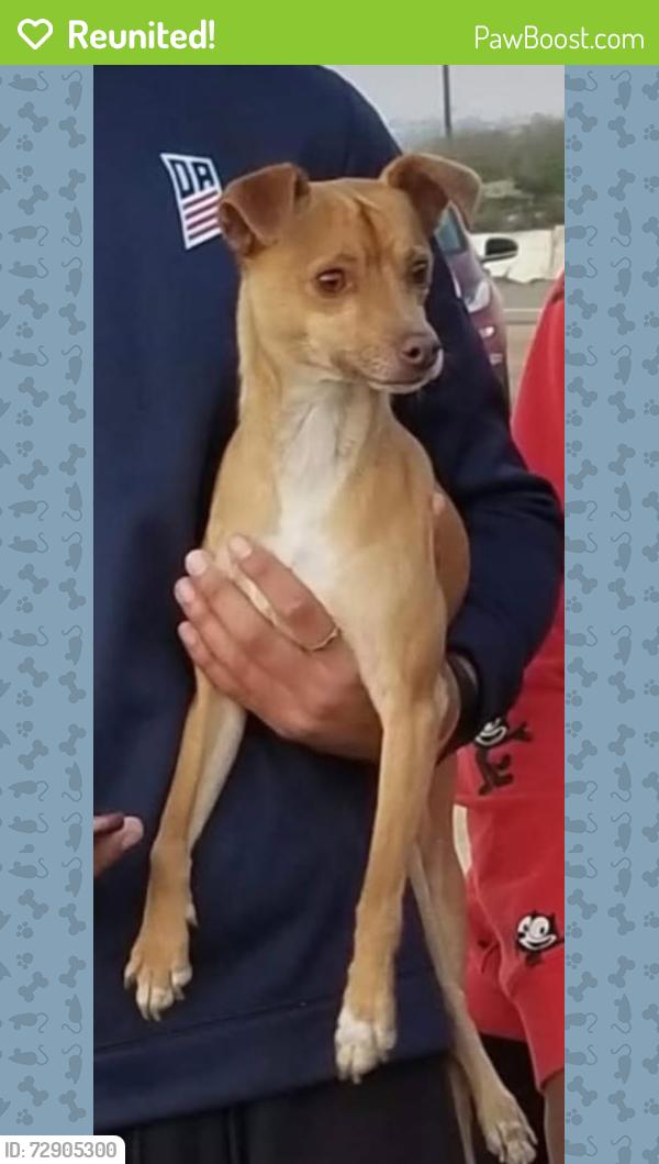 Reunited Male Dog last seen Near benhurst avenue, San Diego, CA 92122