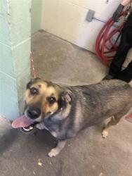 Shelter Stray Male Dog last seen CROCKER DR & 10TH AVE, Sacramento, CA 95818