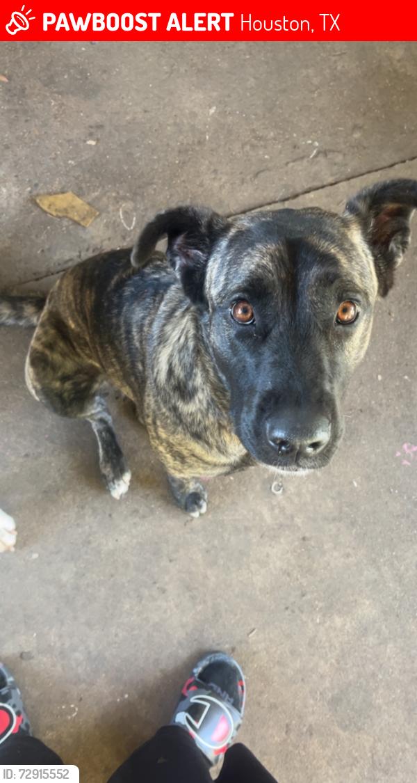 Lost Female Dog last seen Bingle and little york, Houston, TX 77040