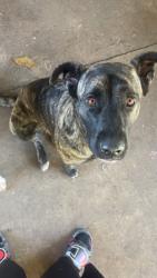 Lost Female Dog last seen Bingle and little york, Houston, TX 77040