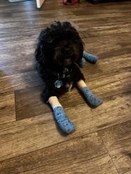 Reunited Male Dog last seen N College Rd/Murrayville Rd, Wilmington, NC 28405