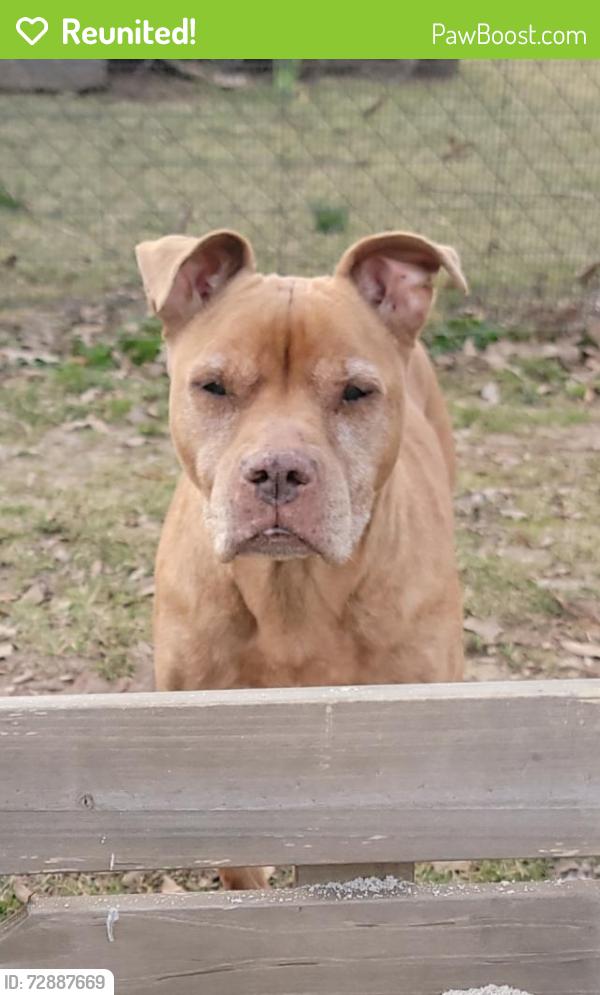 Reunited Female Dog last seen Carey Rd and Hwy 25, Trousdale County, TN 37074