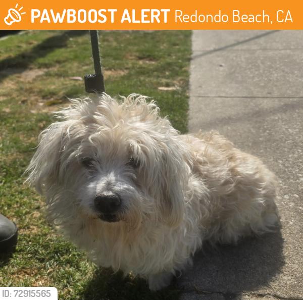 Found/Stray Male Dog last seen Near block and Vanderbilt Ln, Redondo Beach, CA 90278