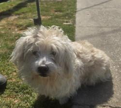 Found/Stray Male Dog last seen Near block and Vanderbilt Ln, Redondo Beach, CA 90278