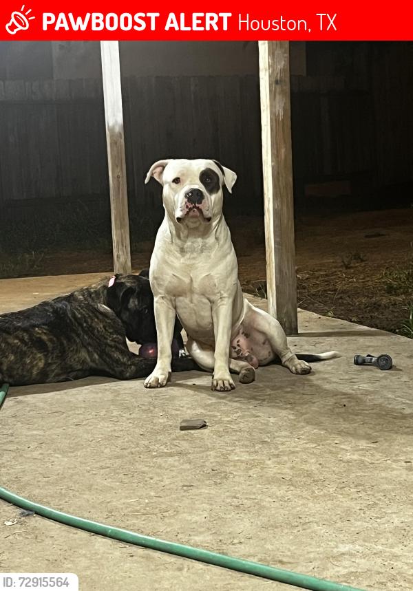 Lost Male Dog last seen Bingle and little York , Houston, TX 77040