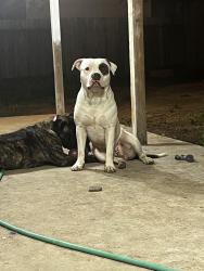 Lost Male Dog last seen Bingle and little York , Houston, TX 77040