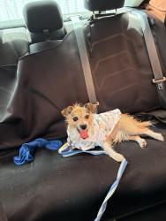 Reunited Male Dog last seen UTRGV , Edinburg, TX 78541