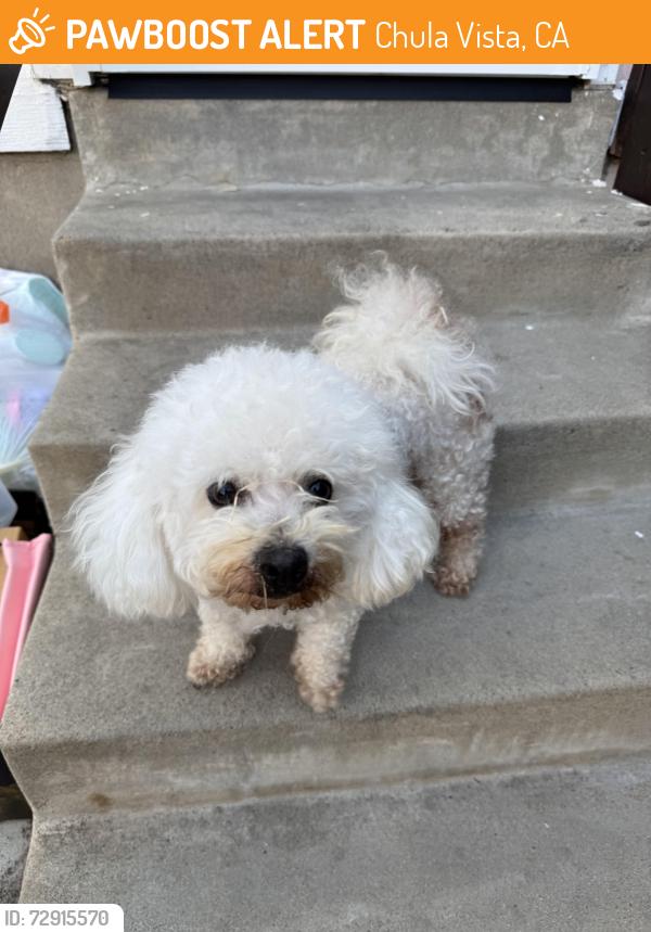 Found/Stray Female Dog last seen 1st, Chula Vista, CA 91910
