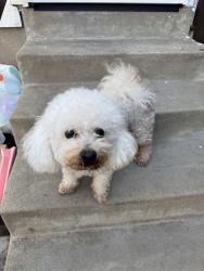 Found/Stray Female Dog last seen 1st, Chula Vista, CA 91910