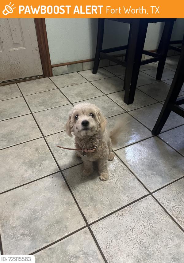 Found/Stray Female Dog last seen 4th street, Fort Worth, TX 76111