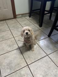 Found/Stray Female Dog last seen 4th street, Fort Worth, TX 76111