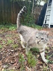 Reunited Unknown Cat last seen Fairway Dr, Wilmington, NC 28403, USA, Wilmington, NC 28403