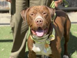 Shelter Stray Male Dog last seen , San Pedro, CA 90731