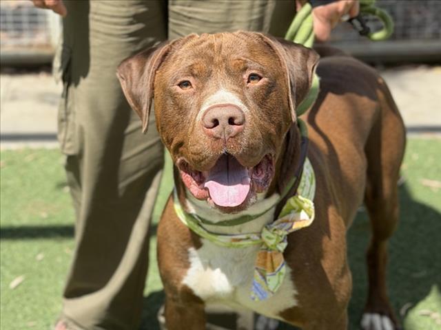 Shelter Stray Male Dog last seen , San Pedro, CA 90731