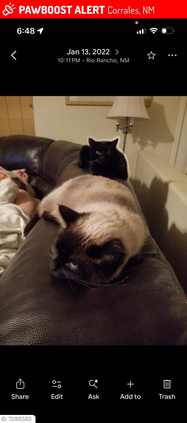 Lost Male Cat last seen Don Lorenzo Loma larga , Corrales, NM 87048