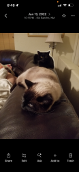 Lost Male Cat last seen Don Lorenzo Loma larga , Corrales, NM 87048