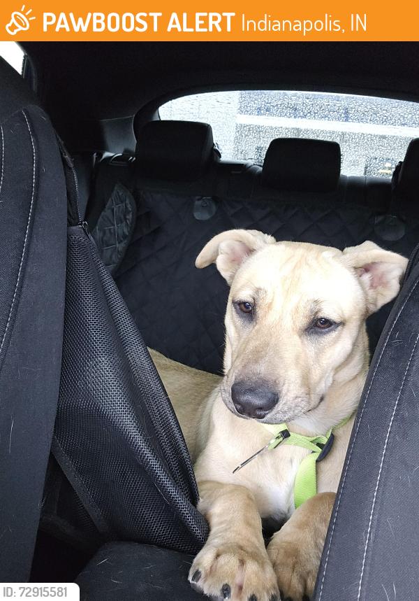 Found/Stray Female Dog last seen N concord and w walnut, Indianapolis, IN 46222