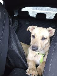 Found/Stray Female Dog last seen N concord and w walnut, Indianapolis, IN 46222