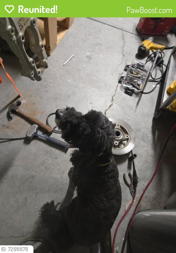 Reunited Male Dog last seen El Capitan & Corbett, Las Vegas, NV 89149