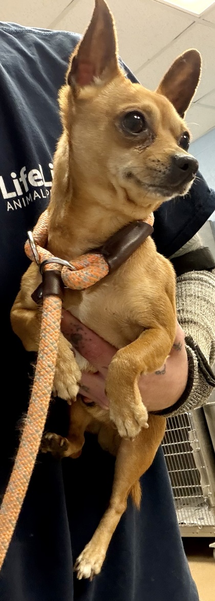 Shelter Stray Male Dog last seen Near Stratford court, 30035, GA, Atlanta, GA 30341