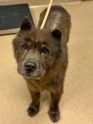 Shelter Stray Female Dog last seen Near Hickory Wood Ln, 30360, GA, Atlanta, GA 30341