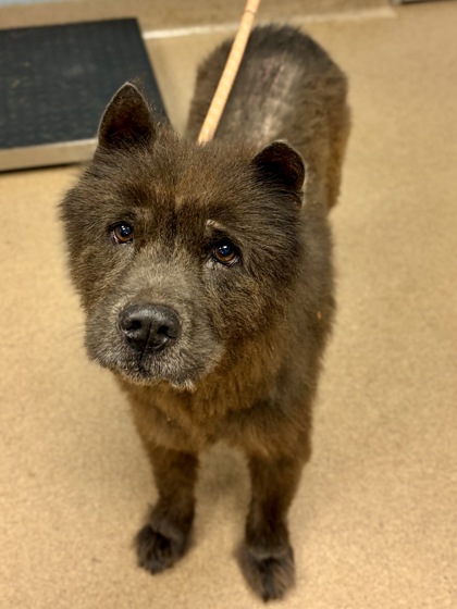 Shelter Stray Female Dog last seen Near Hickory Wood Ln, 30360, GA, Atlanta, GA 30341