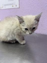 Shelter Stray Male Cat last seen VISCOUNT BLVD, EL PASO, TX, 79925, CITY of El Paso, TX, Fort Bliss, TX 79906