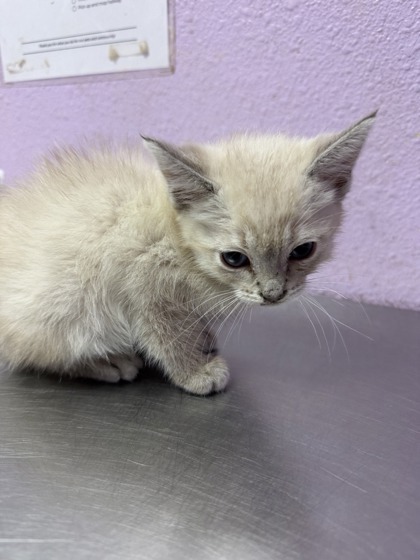 Shelter Stray Male Cat last seen VISCOUNT BLVD, EL PASO, TX, 79925, CITY of El Paso, TX, Fort Bliss, TX 79906