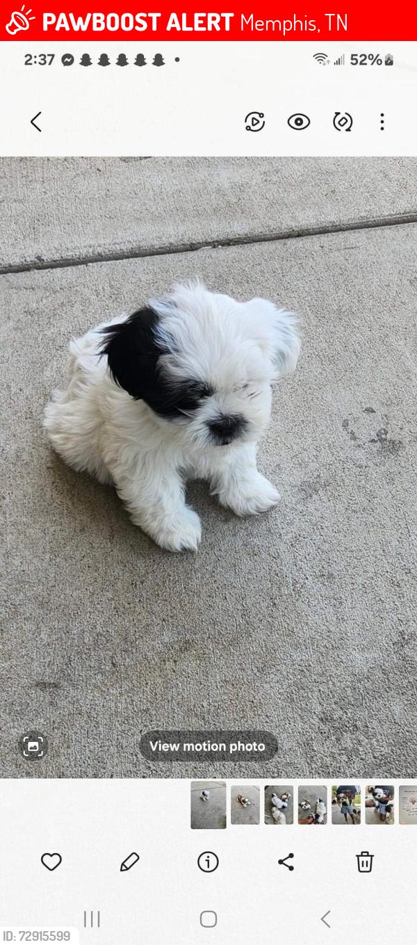 Lost Female Dog last seen Near edgeworth ln, Memphis, TN 38119