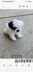 Lost Female Dog last seen Near edgeworth ln, Memphis, TN 38119