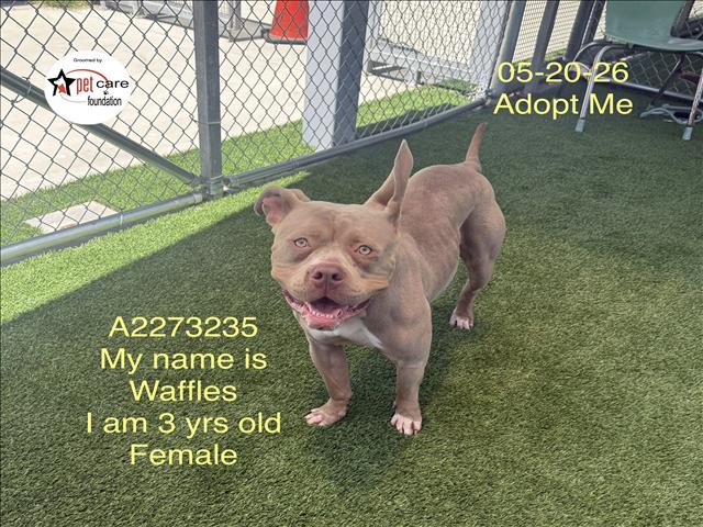 Shelter Stray Female Dog last seen , Los Angeles, CA 90047