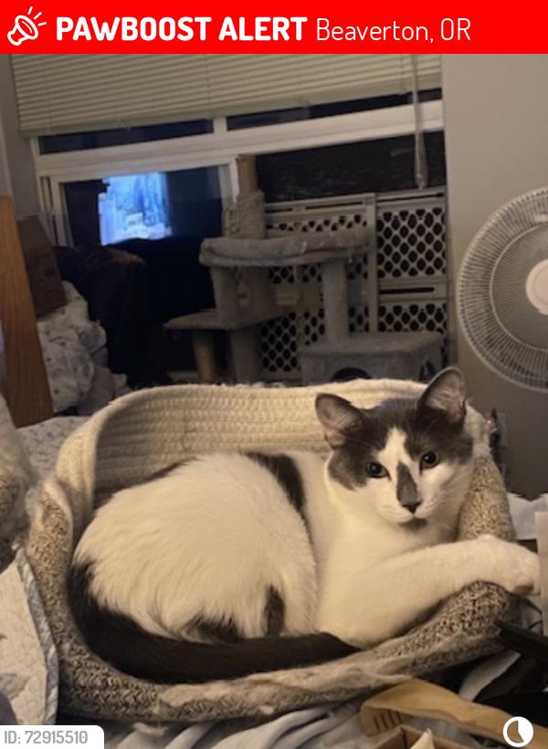 Lost Male Cat last seen 155th Ave. and Flagstone , Beaverton, OR 97007
