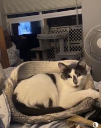 Lost Male Cat last seen 155th Ave. and Flagstone , Beaverton, OR 97007