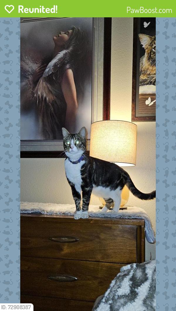 Reunited Female Cat last seen Near 9th St SW, Puyallup, WA 98373, USA, Puyallup, WA 98373