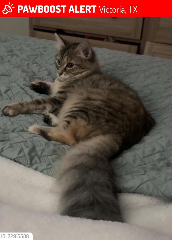 Lost Female Cat last seen Mosswood apmt , Victoria, TX 77901