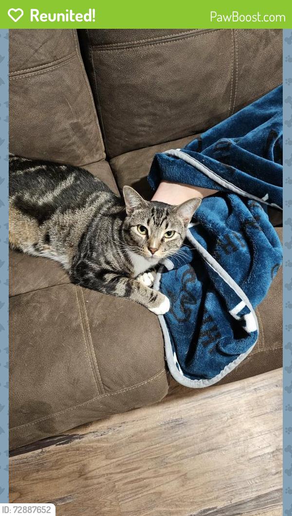 Reunited Male Cat last seen Mill street, Washington Boro, PA 17582