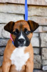 Shelter Stray Female Dog last seen Yakima, WA 98903, Yakima, WA 98901