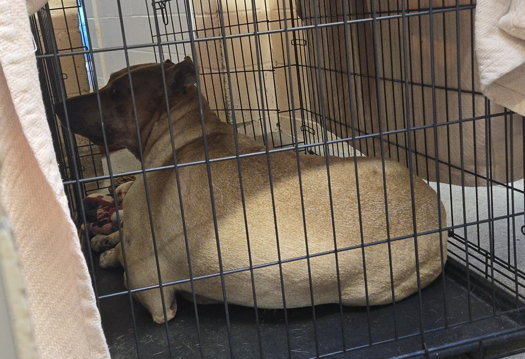 Shelter Stray Female Dog last seen Near Paseo Del Norte, Carlsbad, CA, 92011, Oceanside, CA 92058