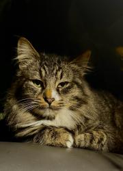 Lost Female Cat last seen Near gas station, College & Waugh, Mount Vernon, WA 98273