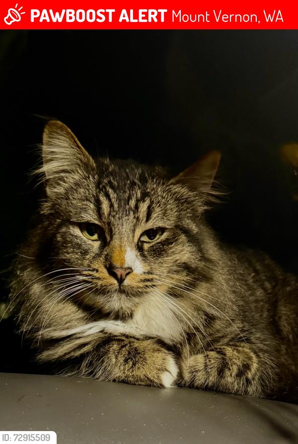 Lost Female Cat last seen Near gas station, College & Waugh, Mount Vernon, WA 98273